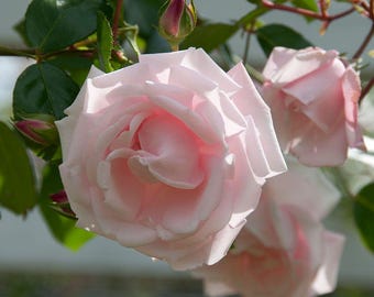 NEW DAWN Climbing Rose - Live Plant - ( 1 QT )