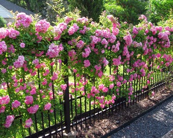 Peggy Martin Climbing Rose - Live Plant - ( 1 QT )