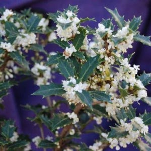 Fragrant Princess Dwarf Tea Olive ( &#39;Kaori Hime&#39; osmanthus ) - Live Plant - ( 1 QT )