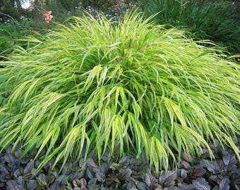1 - Aureola Japanese Forest Grass  - Starter Plant ( 7m ) ( 1 live plant )