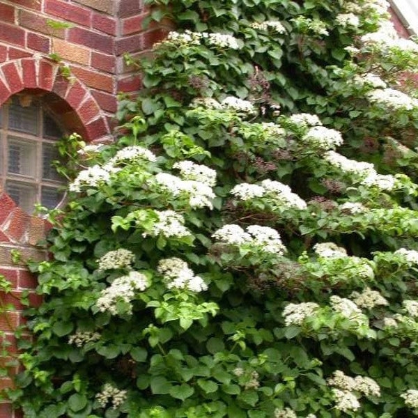 Climbing Hydrangea Vine - Live Plant - ( 2.5 QT )