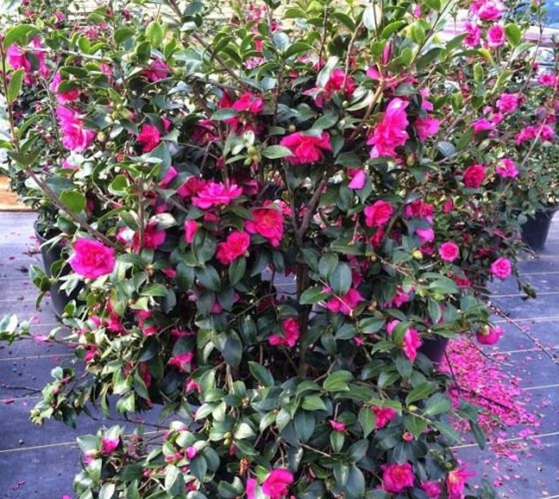 Alabama Beauty Camellia Sasanqua Live Plant Trade Gallon