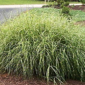 May include: A lush ornamental grass with long, arching green blades striped with white, creating a zebra-like pattern. The plant is surrounded by mulch and other greenery, suggesting a garden setting.