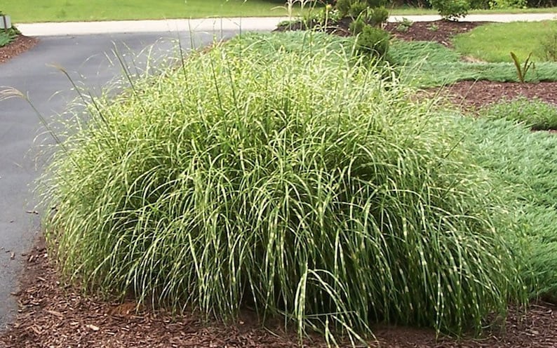 May include: A lush ornamental grass with long, arching green blades striped with white, creating a zebra-like pattern. The plant is surrounded by mulch and other greenery, suggesting a garden setting.