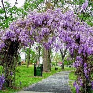 Amethyst Falls Wisteria Vine - Live Plant - ( 2.5 QT )