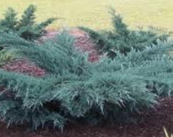 Angelica Blue Spreading Juniper - Live Plant - ( 2.5 QT )