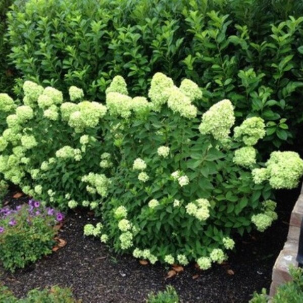 Little Lime Hardy Hydrangea - Live Plant - 2 Gallon Pot