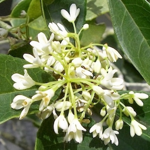 Fragrant Tea Olive ( osmanthus ) - Live Plant - ( 2.5 QT )