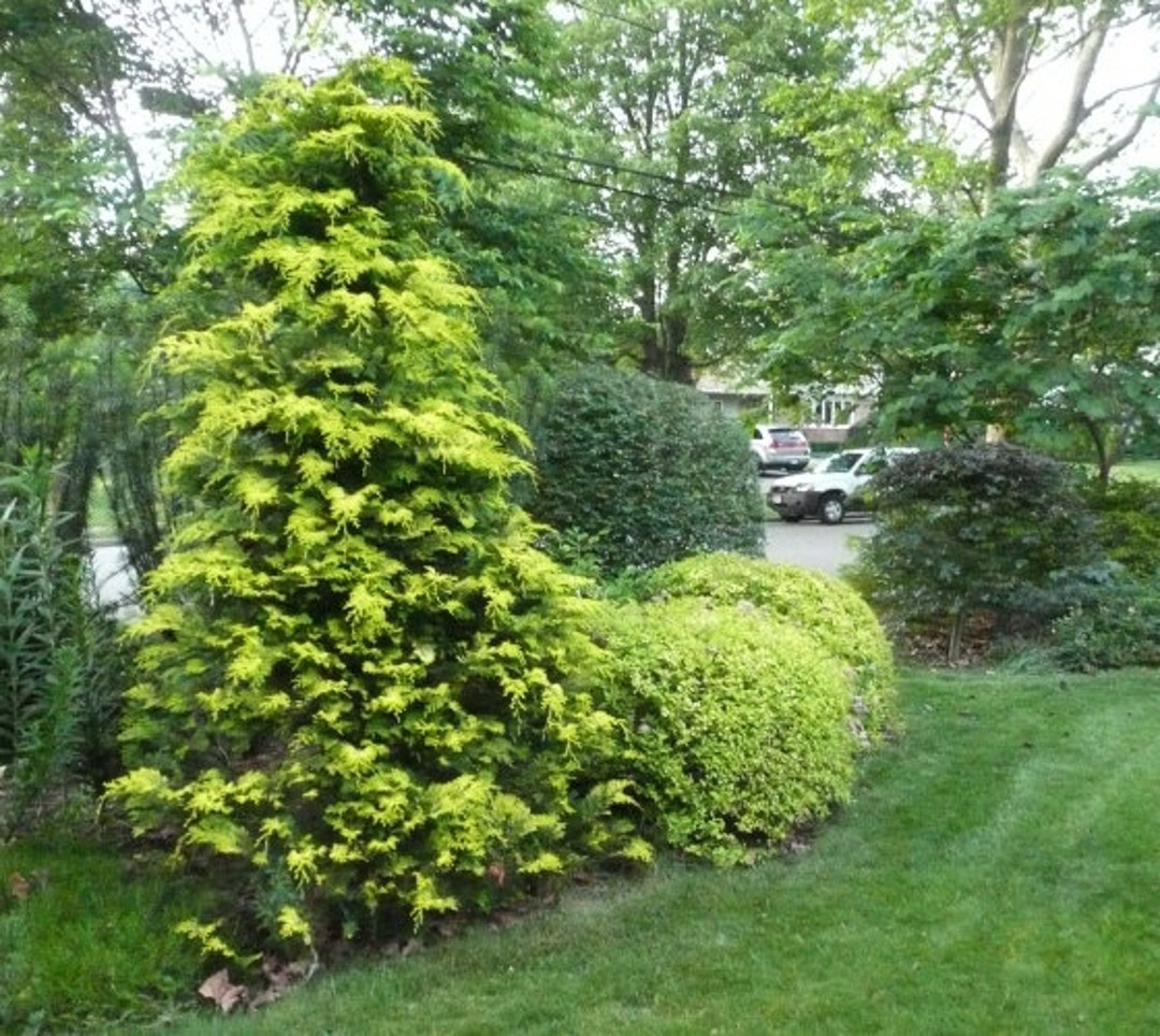il_1080xN.1111386224_3295.jpg