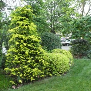 Crippsii Golden Hinoki Cypress Live Plant 1 QT image 1