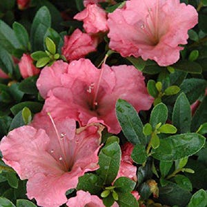 May include: Close-up of pink azalea flowers in full bloom, surrounded by vibrant green leaves. The petals have a delicate texture and a soft, natural hue. The image captures the beauty of the azalea plant, showcasing its lush foliage and blossoms.