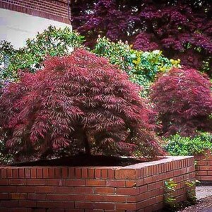 doniczka do bonsai dua Dua Czarna Donica Bonsai w Stylu Rustykalnym