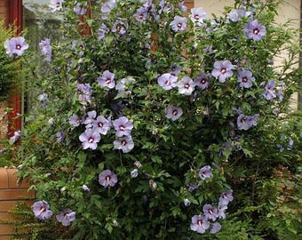 May include: A vibrant bush overflowing with numerous light purple flowers with dark centers. The flowers are in full bloom, surrounded by lush green foliage. The bush is positioned in front of a building with a brick facade.