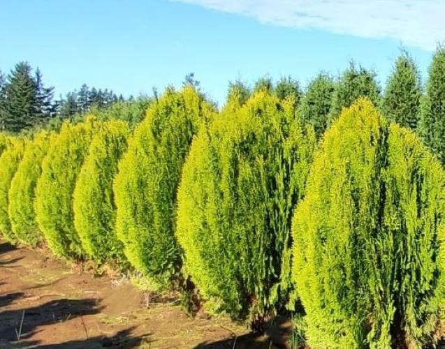 Berckman's Golden Arborvitae ( Thuja ) - Live Plant - 2 Gallon Pot - Etsy