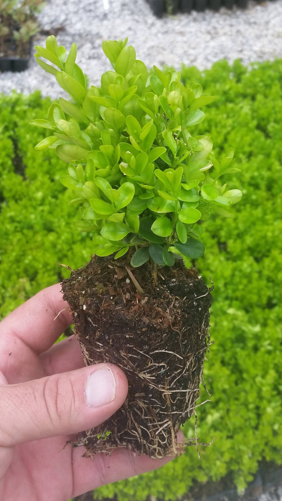 True Dwarf English Boxwood Buxus Live Plant Starter Etsy