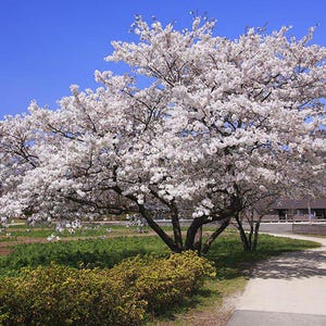 Yoshino Ornamental Flowering Cherry Tree - Live Plant - ( 1 QT )