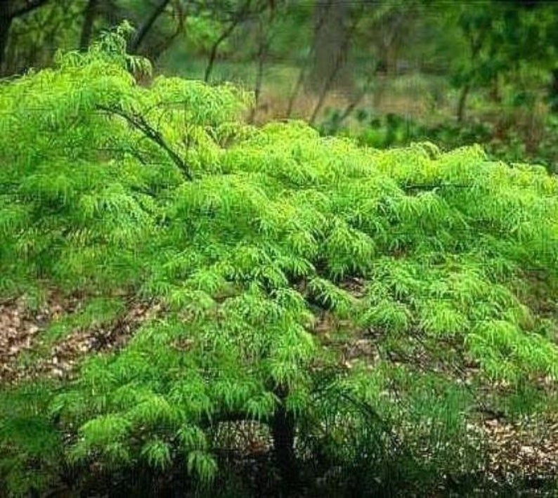 emerald waterfall japanese maple emerald waterfall japanese maple