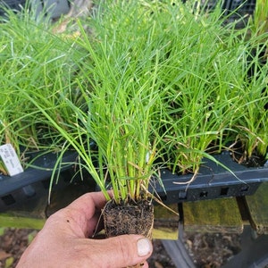 May include: A close-up of a hand holding a small plant with long, thin, green leaves. The plant's roots are visible, surrounded by soil. Other similar plants are in the background, in black trays, on a wooden surface.