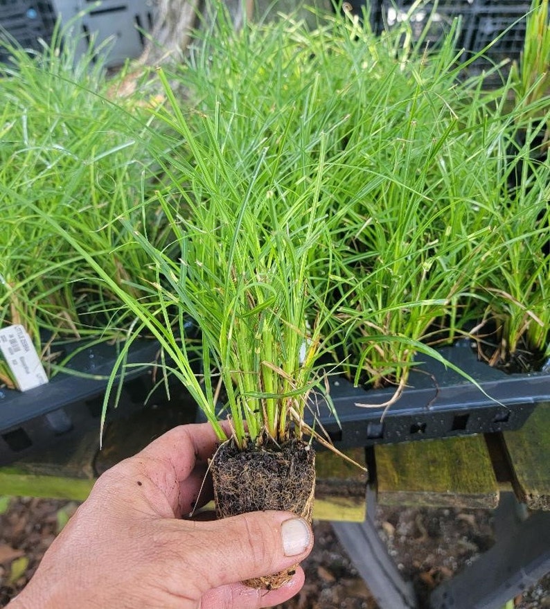 May include: A close-up of a hand holding a small plant with long, thin, green leaves. The plant's roots are visible, surrounded by soil. Other similar plants are in the background, in black trays, on a wooden surface.