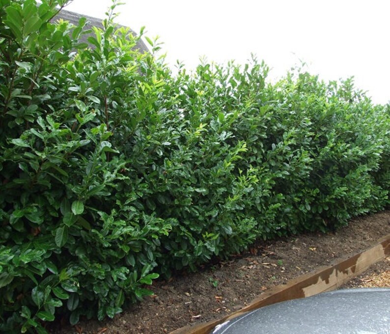 Skip Cherry Laurel schip Live Plant 3 Gallon Pot Etsy