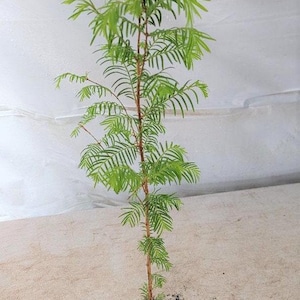 3 - Dawn Redwood Trees ( Metasequoia ) - Starter Plant ( LG36 ) ( 3 live trees )