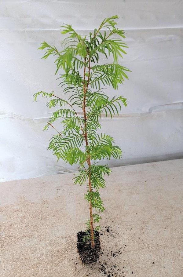 3 - Dawn Redwood Trees ( Metasequoia ) - Starter Plant ( LG36 ) ( 3 live trees )