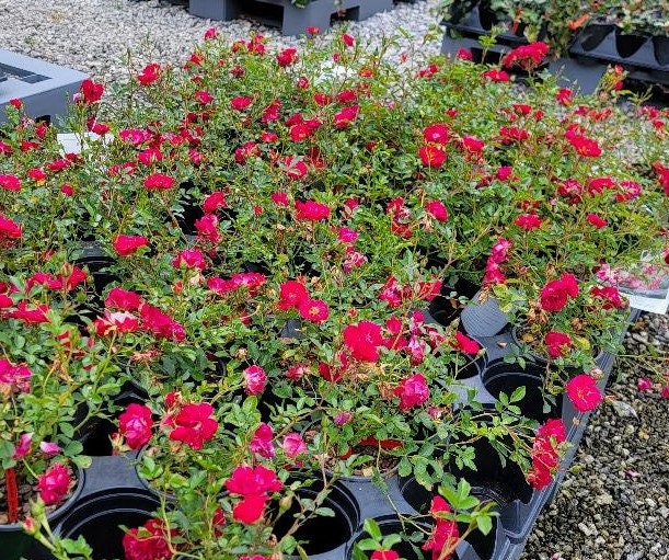 Red Ribbon Ground Cover Roses Red Drift® Groundcover Rose - Live Plant - ( 1 QT ) - Etsy