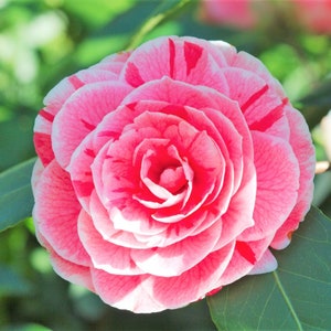 1 - Dad&#39;s Pink Camellia Japonica - Starter Plant ( 4L ) ( 1 live plant )