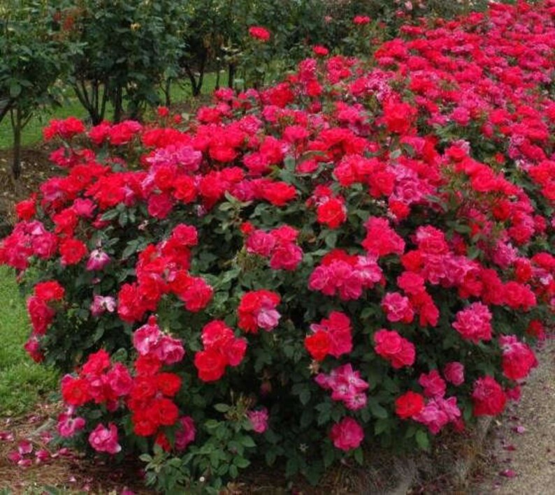 Red Double Knockout Rose Live Plant Quart Pot