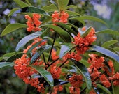 Article de cette boutique