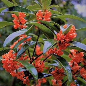 May include: Close-up of a branch with vibrant orange Osmanthus fragrans flowers. The flowers are clustered together, contrasting with the glossy, dark green leaves. The image is set against a blurred background, highlighting the plant's details.