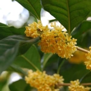 May include: Close-up of a cluster of small, bright yellow flowers blooming on a green leafy branch. The flowers are densely packed together, creating a vibrant display of color.