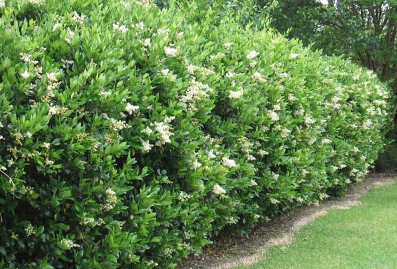 Recurve Ligustrum Wavy Leaf Privet Live Plant Trade Etsy