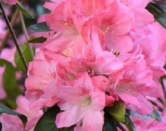 Hampton Beauty ( Pericat ) Azalea - Live Plant ( 1 QT )