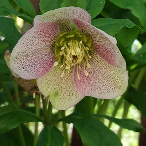 The Ready For Joy Empty Watercolor Palette - Hellebores - Unique Shopping  for Artistic Gifts