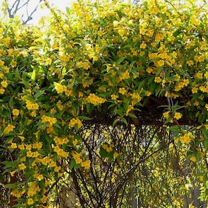 May include: A vibrant display of yellow flowers cascading over a wooden structure. The flowers are small and clustered, with lush green foliage. The scene is bathed in sunlight, creating a bright and cheerful atmosphere. The image captures the beauty of nature.