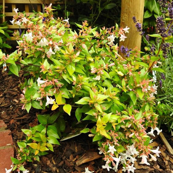 Francis Mason Abelia Grandiflora - Starter Plant ( 7m ) ( 1 live plant )