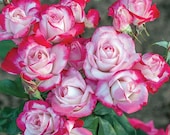 Artículos de esta tienda