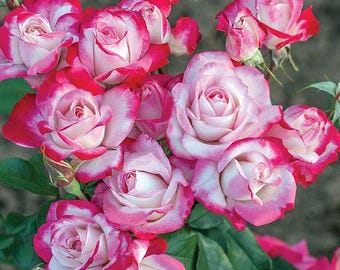 May include: A cluster of pink and white roses with vibrant red edges. The roses are in full bloom, showcasing their layered petals and delicate textures. Green leaves provide a contrasting backdrop.