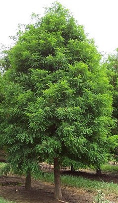 Bald Cypress Tree ( Taxodium distichum ) - Live Plant - ( 1 QT ) - 18-24 Inches Tall