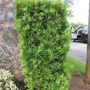 Upright Yew Podocarpus Macrophyllus - Live Plant - ( 1 QT )