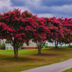 May include: A row of trees with vibrant red blossoms. The trees are set against a backdrop of a cloudy sky and a green lawn. A paved path leads into the distance, with houses visible in the background.