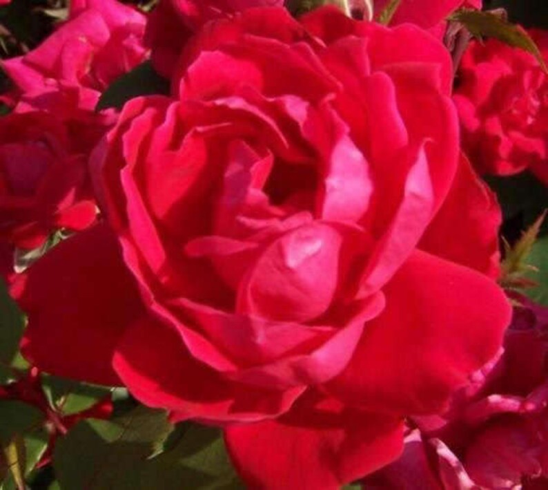 Red Double Knockout Rose Live Plant Quart Pot