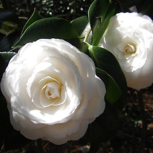 1 - White By The Gate Camellia Japonica  - Starter Plant ( 4L ) ( 1 live plant )