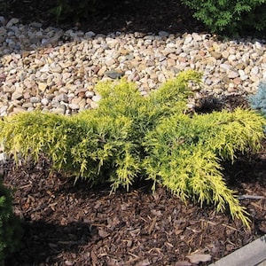1 - Gold Lace Spreading Juniper - Starter Plant ( 7m ) ( 1 live plant )