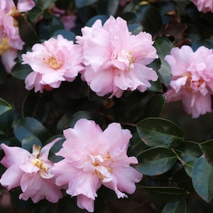 1 - Pink Snow Camellia Sasanqua - Starter Plant ( 4L ) ( 1 live plant )