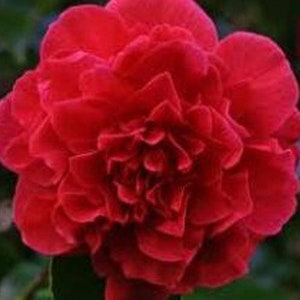 May include: A vibrant red camellia flower in full bloom, featuring numerous overlapping, rounded petals that create a dense, layered structure. The deep crimson color is consistent across the entire blossom, which displays a symmetrical shape.