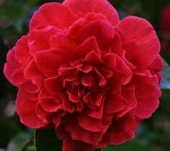 Kramers Supreme Red Camellia Japonica - Live Plant - Quart Pot