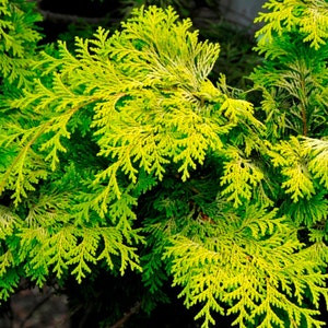 Crippsii Golden Hinoki Cypress Live Plant 1 QT image 3