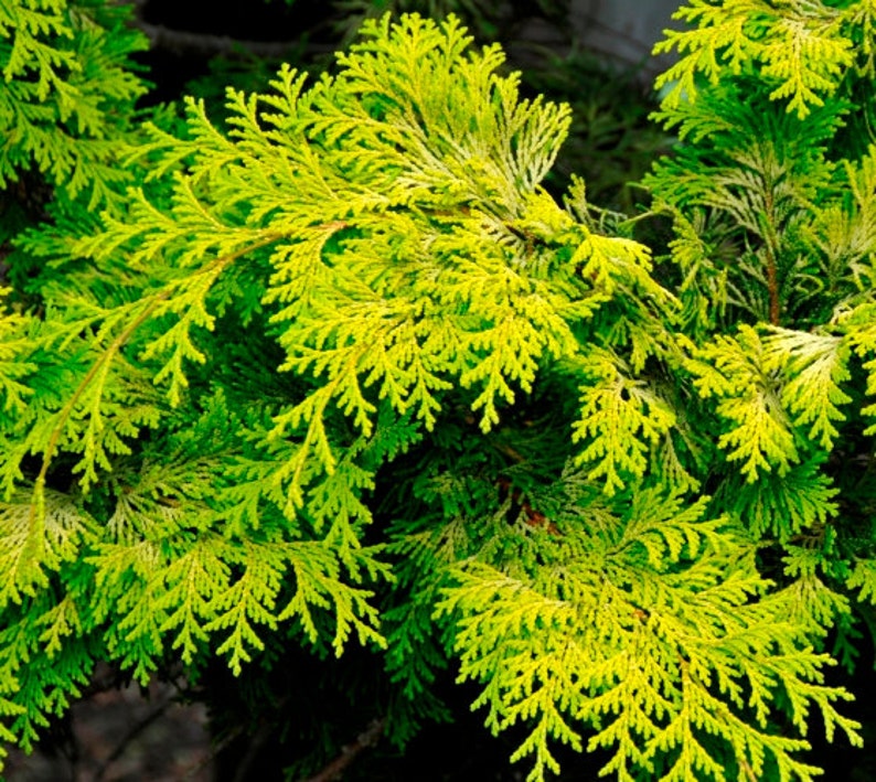 Crippsii Golden Hinoki Cypress Live Plant 1 QT image 3